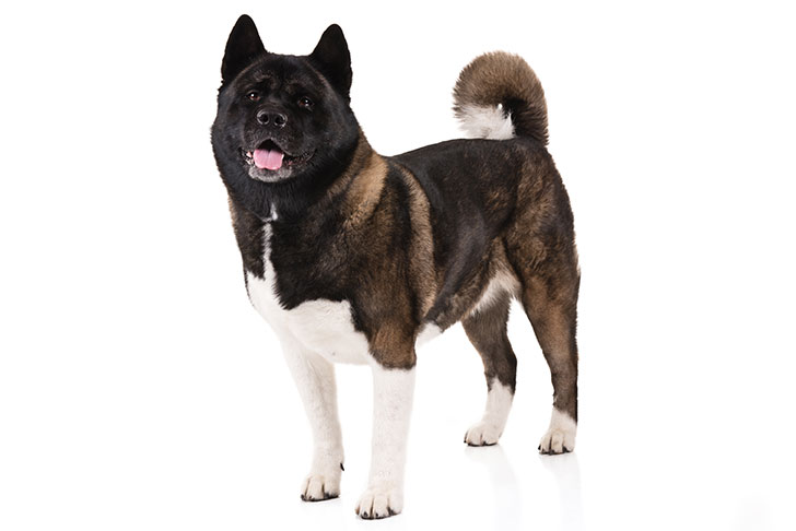 تصویر آکیتا (Akita)